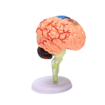 4D Montado Humanos Anatômica Modelo Modelo do Cérebro, o Cérebro, Estrutura do Modelo, Estudante de Ensino E de Explicação do Modelo